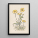 Boutons d'or - Willem Wenckebach — quadro incorniciato alla parete