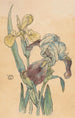 Iris - Willem Wenckebach — vista dell’opera