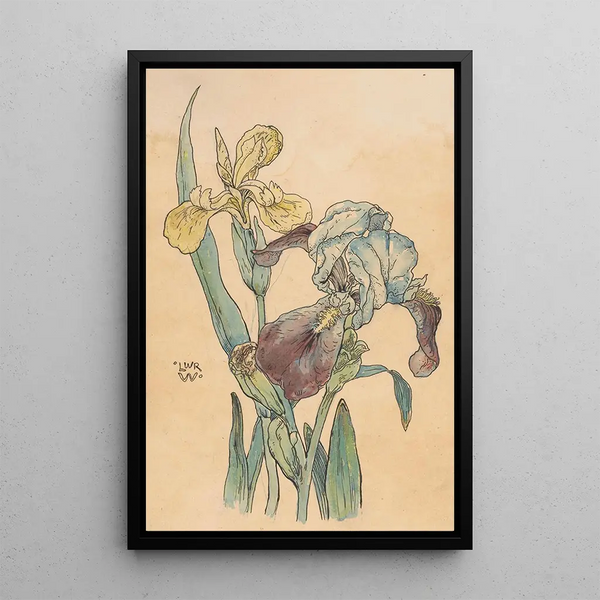 Willem Wenckebach - Iris.webp