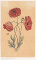 Coquelicots - Willem Wenckebach — vista dell’opera