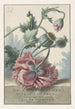 Coquelicots - Willem van Leen — vista dell’opera