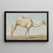 Un cammello - Willey Reveley — quadro incorniciato alla parete