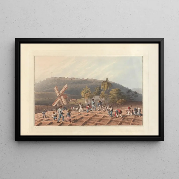William A V Clark - Planting the sugar cane.webp