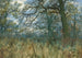 Alberi e sottobosco - William Fraser Garden — vista dell’opera