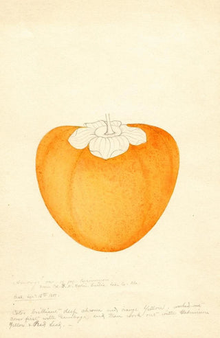 William Henry Prestele - Diospyros Among.webp