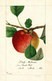 Malus domestica Doils Autumn - William Henry Prestele — vista dell’opera