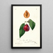Prunus domestica Tucker - William Henry Prestele — quadro incorniciato alla parete