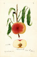 Prunus persica Seminole - William Henry Prestele — vista dell’opera