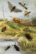 Rhynchotes Orthoptères - William Houghton — vista dell’opera