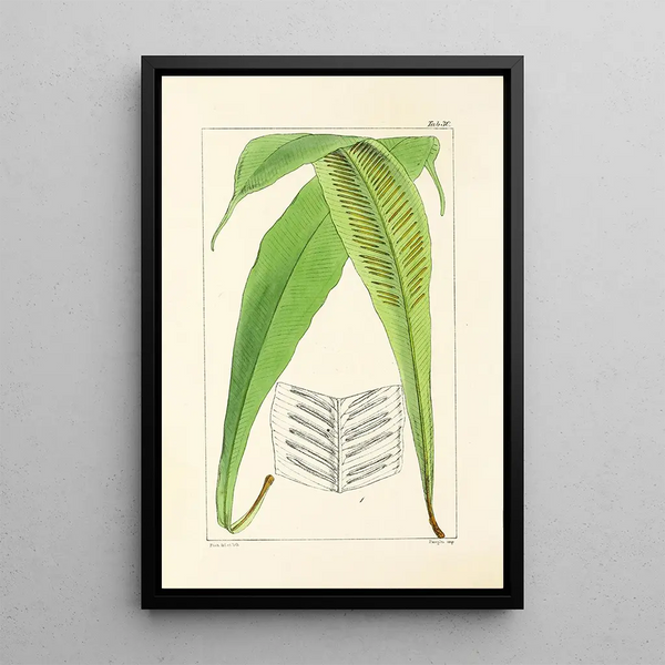 William Jackson Hooker - A century of ferns Pl30.webp