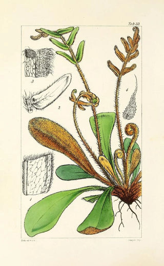William Jackson Hooker - A century of ferns Pl33.webp