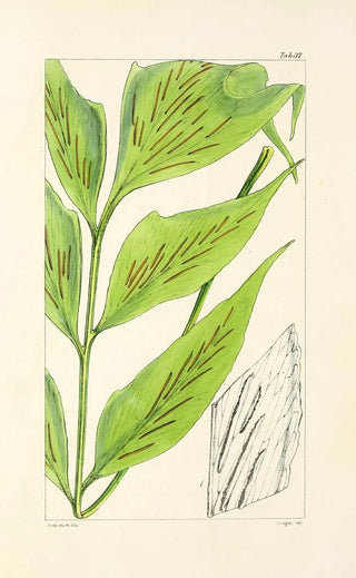 William Jackson Hooker - A century of ferns Pl37.webp
