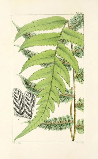 William Jackson Hooker - A century of ferns Pl48.webp