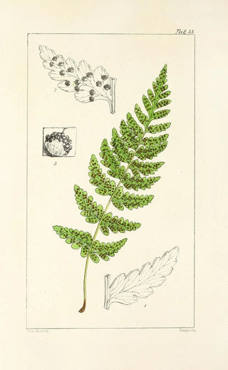 William Jackson Hooker - A century of ferns Pl53.webp