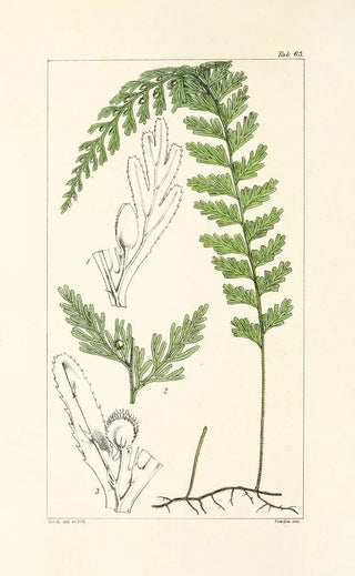 William Jackson Hooker - A century of ferns Pl61.webp