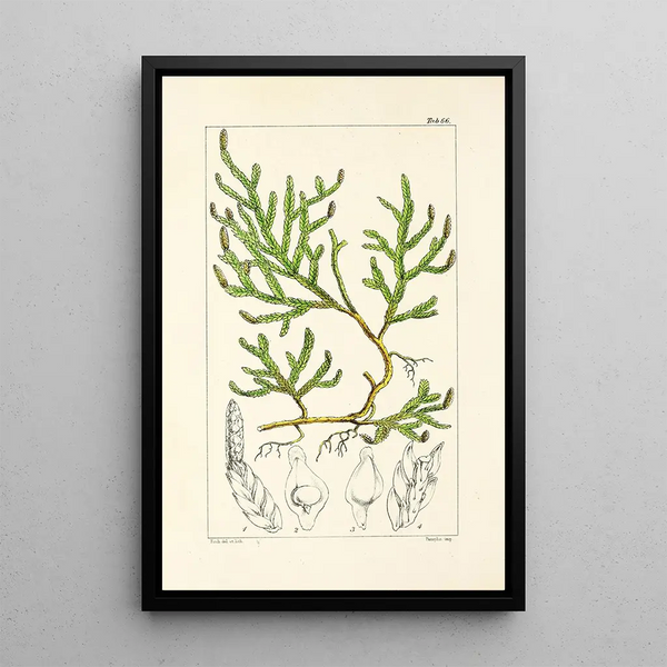 William Jackson Hooker - A century of ferns Pl64.webp