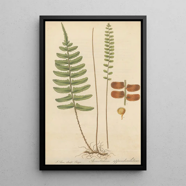 William Jackson Hooker - Acrostichum appendiculatum.webp