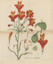 Belle alstroemeria - William Jackson Hooker — vista dell’opera