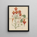 Belle alstroemeria - William Jackson Hooker — quadro incorniciato alla parete