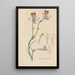 Alstroemeria tricolor - William Jackson Hooker — quadro incorniciato alla parete