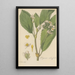 Begonia ulmifolia - William Jackson Hooker — quadro incorniciato alla parete