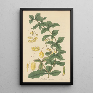 William Jackson Hooker - Berberis aristata.webp