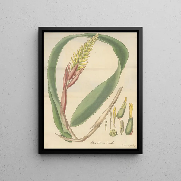 William Jackson Hooker - Bromelia nudicaulis.webp