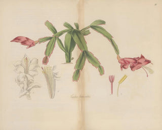 William Jackson Hooker - Cactus truncatus.webp
