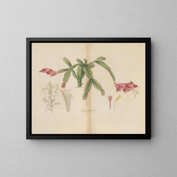 Cactus tronqué - William Jackson Hooker — quadro incorniciato alla parete