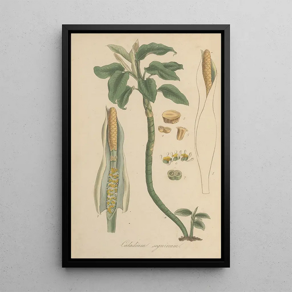 William Jackson Hooker - Caladium seguinum.webp
