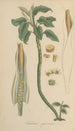 Caladium seguinum - William Jackson Hooker — vista dell’opera