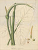 Un caladium vierge - William Jackson Hooker — vista dell’opera