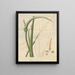 Un caladium vierge - William Jackson Hooker — quadro incorniciato alla parete