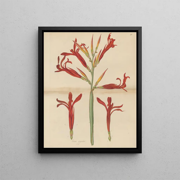 William Jackson Hooker - Canna gigantea.webp