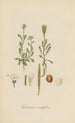 Cardamine resedifolia - William Jackson Hooker — vista dell’opera