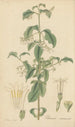 Chiococca racemosa - William Jackson Hooker — vista dell’opera