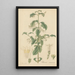Chiococca racemosa - William Jackson Hooker — quadro incorniciato alla parete