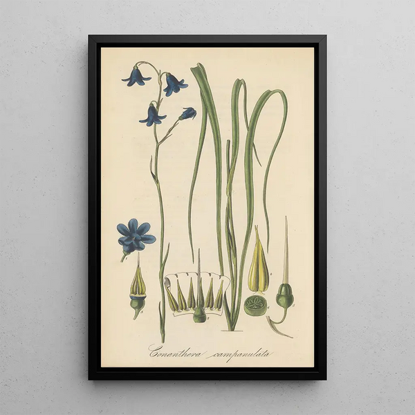 William Jackson Hooker - Conanthera campanulata.webp