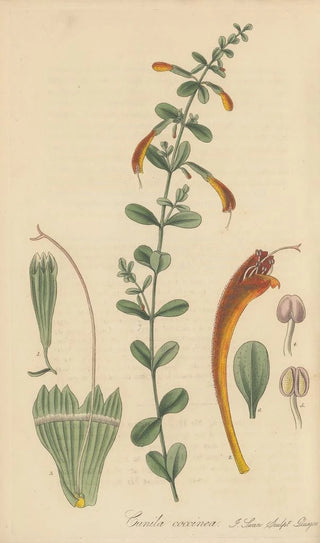 William Jackson Hooker - Cunila coccinea.webp