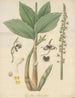 Cymbidium bituberculatum - William Jackson Hooker — vista dell’opera