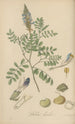 Dalea bicolor - William Jackson Hooker — vista dell’opera