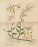 Dendrobium pierardi - William Jackson Hooker — vista dell’opera
