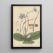 Didymocarpus rexii - William Jackson Hooker — quadro incorniciato alla parete