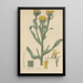 Donia ciliata - William Jackson Hooker — quadro incorniciato alla parete