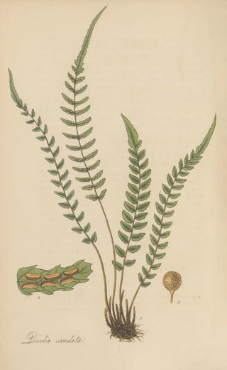 William Jackson Hooker - Doodia caudata.webp