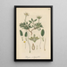 Dryas integrifolia - William Jackson Hooker — quadro incorniciato alla parete