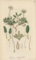 Dryas integrifolia - William Jackson Hooker — vista dell’opera