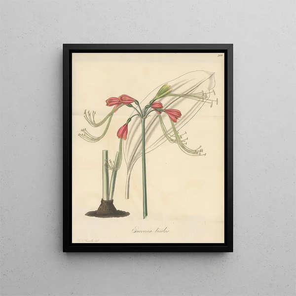 William Jackson Hooker - Eucrosia bicolor.webp