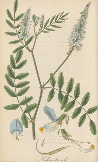 William Jackson Hooker - Galega tricolor.webp