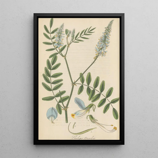 William Jackson Hooker - Galega tricolor.webp